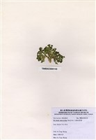 藏品(大葉仙掌藻)的圖片